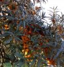 Rokitnik pospolity Friesdorfer Orange samopylny