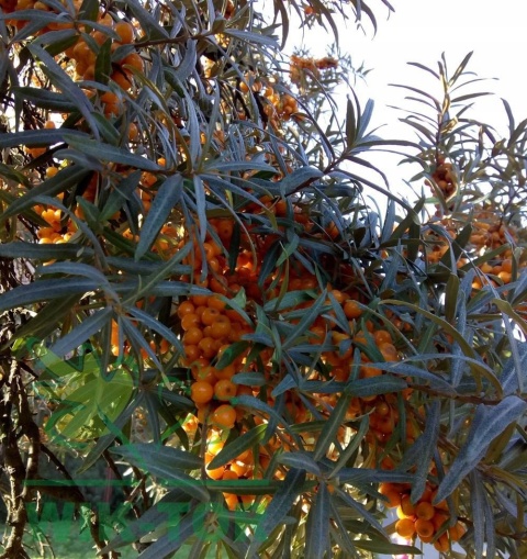 Rokitnik pospolity Friesdorfer Orange samopylny
