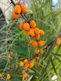 Rokitnik pospolity Friesdorfer Orange samopylny