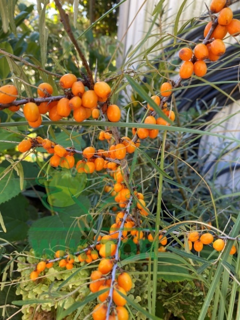 Rokitnik pospolity Friesdorfer Orange samopylny