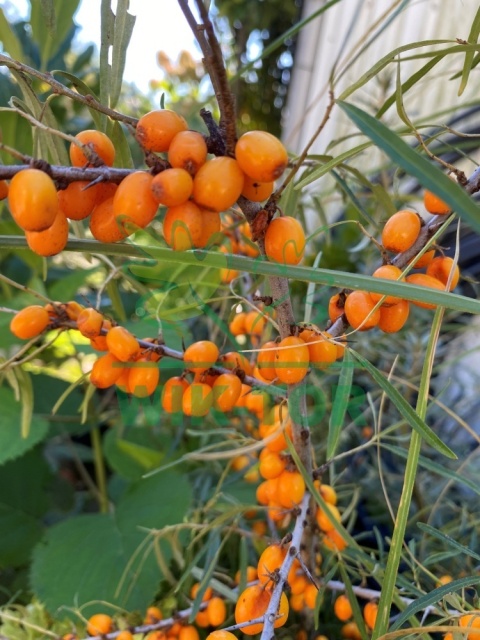 Rokitnik pospolity Friesdorfer Orange samopylny
