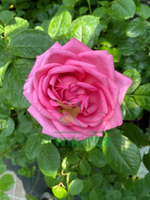 Róża wielkokwiatowa Laura Geneve