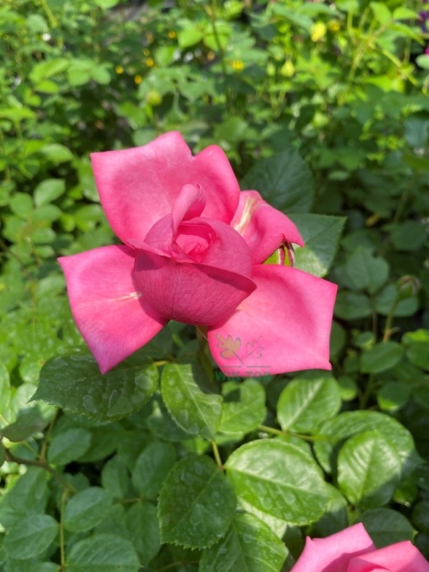 Róża wielkokwiatowa Laura Geneve