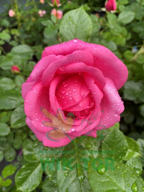 Róża wielkokwiatowa Laura Geneve