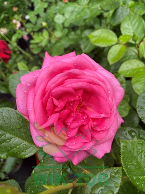 Róża wielkokwiatowa Laura Geneve