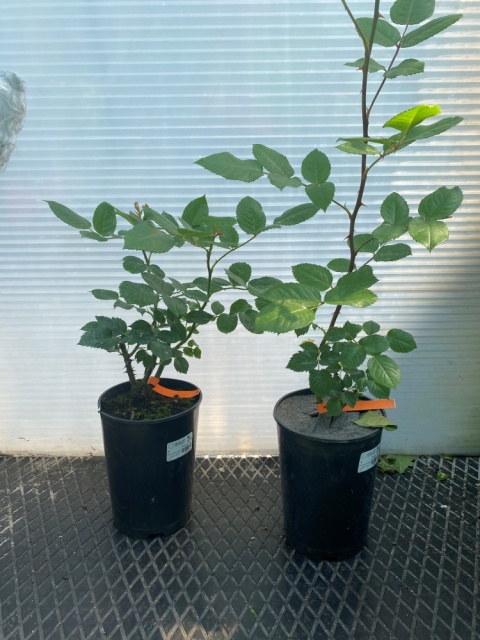 Róża wielokwiatowa Arkana