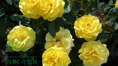 Róża wielokwiatowa Arkana