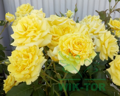 Róża wielokwiatowa Arkana