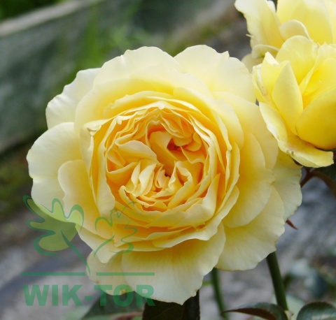 Róża wielokwiatowa Arkana