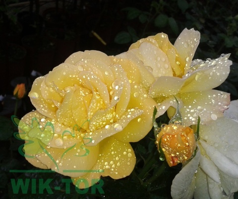 Róża wielokwiatowa Arkana