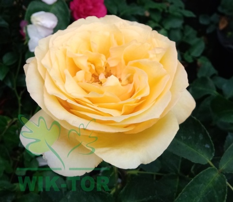 Róża wielokwiatowa Arkana