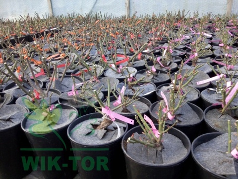 Róża wielokwiatowa Jubi