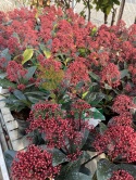 Skimia japońska 'Rubella'