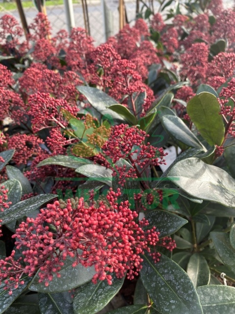 Skimia japońska 'Rubella'
