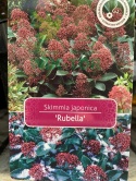 Skimia japońska 'Rubella'