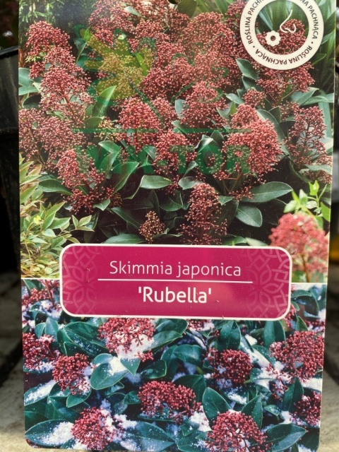 Skimia japońska 'Rubella'