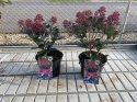 Skimia japońska 'Rubella'