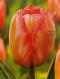 Tulipan Darwina Apricot Pride 5 sztuk