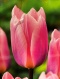 Tulipan Darwina Light And Dreamy 10 szt