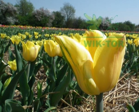 Tulipan Darwina Novi Sun 5 szt