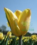 Tulipan Darwina Novi Sun 5 szt