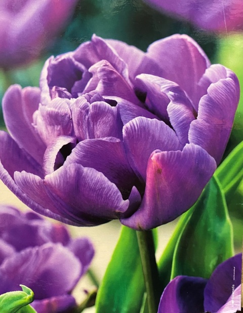 Tulipan Purple Sky 5 sztuk