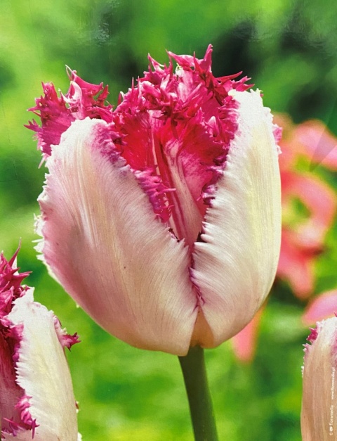 Tulipan Strzępiasty Eyelash 10 sztuk