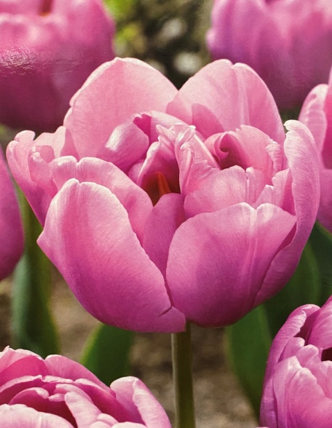 Tulipan Tabledance 5 sztuk