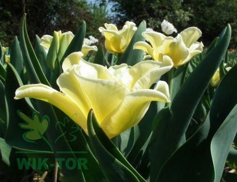 Tulipan Yellow Crown 10szt