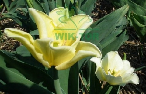 Tulipan Yellow Crown 10szt