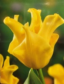 Tulipan Yellow Crown 10szt