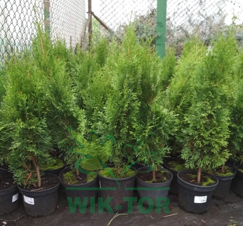 Żywotnik zachodni Szmaragd Thuja
