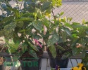 Aukuba japońska 'Variegata' Aucuba