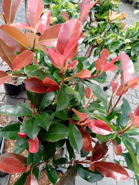 Głogownik Red Robin Photinia Fotinia