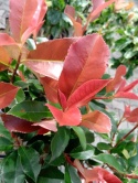 Głogownik Red Robin Photinia Fotinia