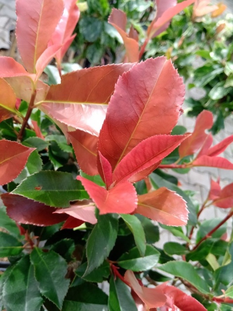Głogownik Red Robin Photinia Fotinia