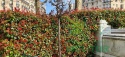 Głogownik 'Carre Rouge' Photinia