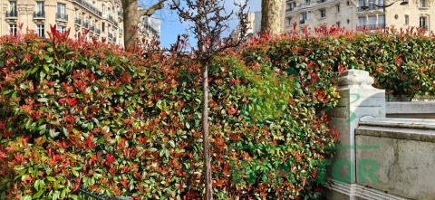 Głogownik 'Carre Rouge' Photinia