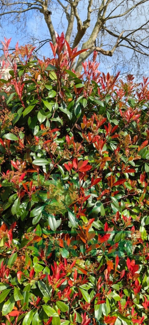 Głogownik 'Carre Rouge' Photinia