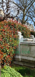 Głogownik 'Carre Rouge' Photinia