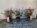 Głogownik 'Carre Rouge' Photinia