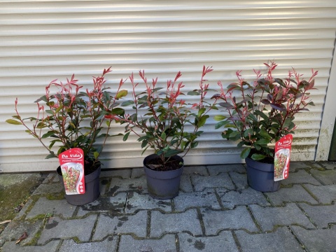 Głogownik 'Carre Rouge' Photinia