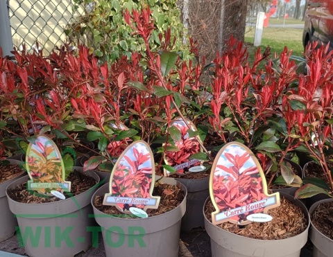 Głogownik 'Carre Rouge' Photinia Fotinia