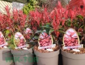 Głogownik 'Carre Rouge' Photinia Fotinia