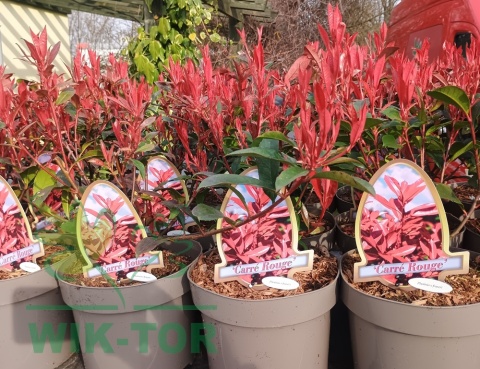 Głogownik 'Carre Rouge' Photinia Fotinia