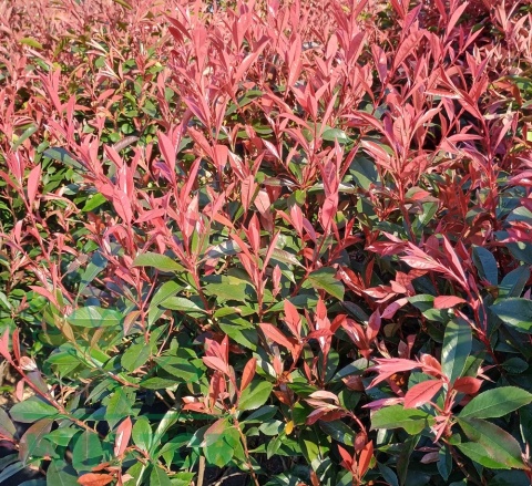 Głogownik 'Carre Rouge' Photinia Fotinia