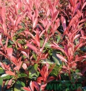 Głogownik 'Carre Rouge' Photinia Fotinia