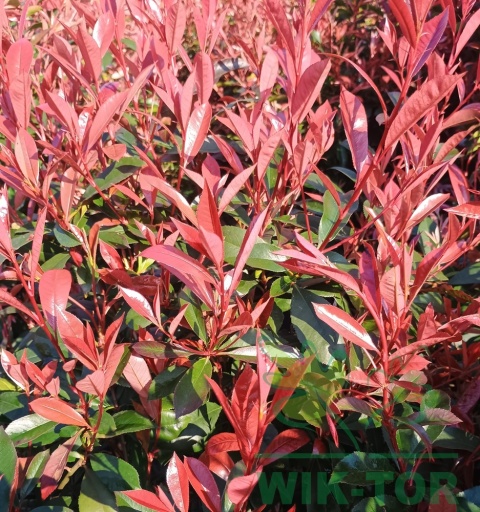 Głogownik 'Carre Rouge' Photinia Fotinia