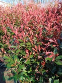 Głogownik 'Carre Rouge' Photinia