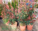 Głogownik 'Carre Rouge' Photinia